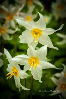Avalanche Lilies - Mount Rainier N.P.