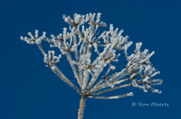 Frosty Cow Parsnip Seed Head - Eastern Sierra