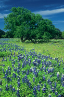Bluebonnets - Texas Hill Country