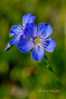 Blue Flax - Sierra Nevada, CA