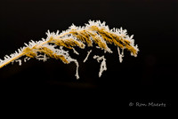 Frosty Grass - Sawtooth N.R.A.