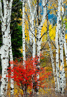 Wilson Road Color - Grand Tetons N.P.