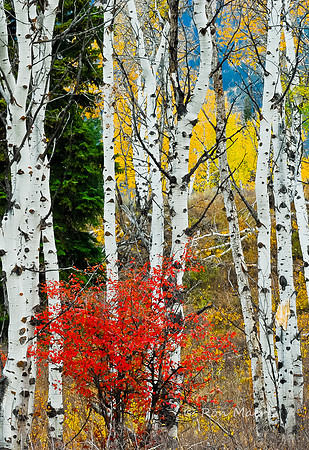 Wilson Road Color - Grand Tetons N.P.