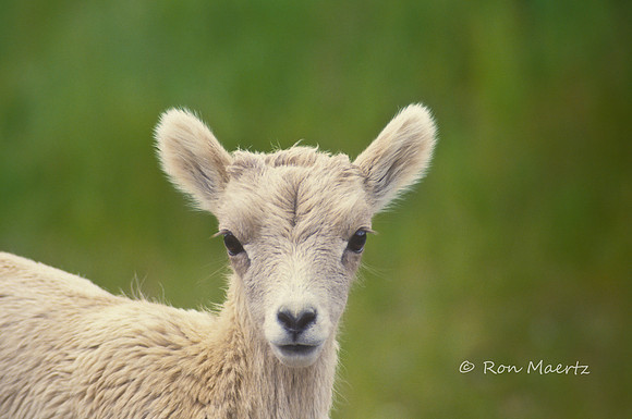 Bighorn Lamb - Glacier N.P.