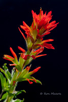 Indian Paintbrush - Sierra Nevada, CA