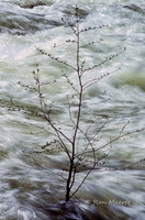 "Perseverance" - Alder Sapling, Happy Isles, Yosemite N.P.