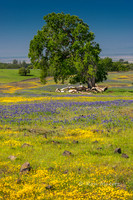Lupine and Goldfields - Table Mountain, CA