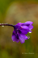 Raindrops on Blue Dick - Santa Rosa Plateau, CA