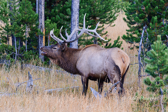 Bugling Elk - Biscuit Basin, Yellowstone N.P.