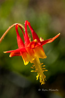 Crimson Columbine - Sierra Nevada
