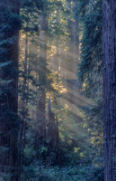 Redwood Sunrays, Redwood N.P.