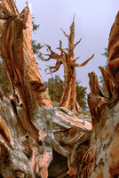 Bristlecone Pine, Shulman Grove, White Mountains, CA