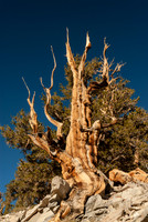 Bristlecone Pine, White Mountains, CA.