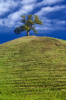 Lone Hilltop Oak, California Coast Range