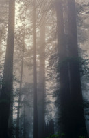 Clearing Fog, Redwood N.P.