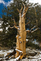 First Snow on Bristlecone Pine, White Mountains, CA