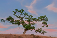 Bonsai Oak, Deer Creek Hills Preserve, Sacramento, CA