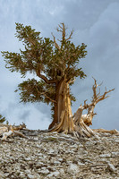 Bristlecone Pine, Patriarch Grove, White Mts., CA
