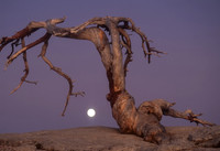 Jeffery Pine Snag and Rising Moon, Yosemite N.P.