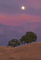 Moonrise Over Oaks, Deer Creek Hills Preserve, Sacramento, CA