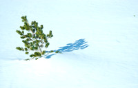 Solitary Pine  in Snow, Above Woods Lake, CA
