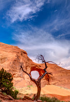 Ear of the Wind Framed by Dead Tree