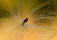 Milkweed Seed - Yosemite N.P.