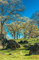 Early Budding Trees, California Foothills
