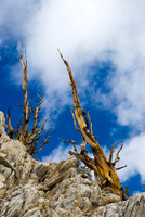 The Ancient Ones, Shulman Grove, White Mountains, CA