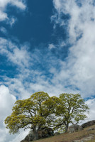 Spring Trees, Foothills of Coast Range, CA