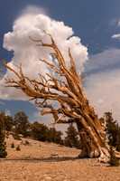 Bristlecone Pine Snag, Patriarch Grove, White Mountains, CA