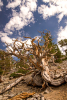 Bristlecone Pine, Cedar Breaks N.M.
