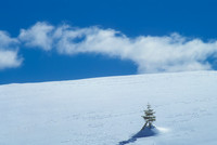 Lone Pine in Snow, Above Woods Lake,CA
