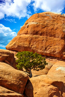 Lone Tree, Arches N.P.