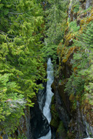 Tree Lined Ravine, Mount Rainier N.P.