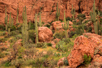 Saguaro Cactus near Superstition Mountains, AZ