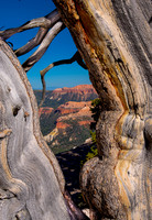 Cedar Breaks Through Bristlecone Pine