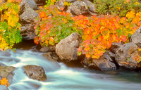 Indian Rhubarb Along Silver Fork of the American River