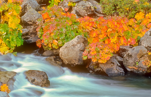 Indian Rhubarb Along Silver Fork of the American River