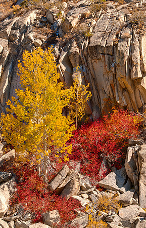 Color Along South Bishop Creek, Eastern Sierra