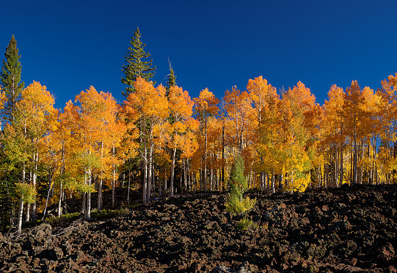 Lava Flow with Aspens, N.M.