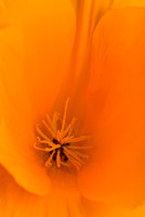 Inside a California Poppy