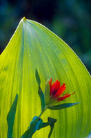 Indian Paintbrush and Illuminated Corn Lily (1 of 1).tif