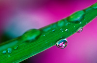 Flower Reflection in Raindrop on Leaf