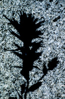 Shadow of indian Paintbrush on Granite Boulder