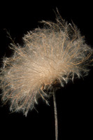 Prarrie Smoke Seedhead, Canada