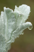 White Sage with Dew Drop, Santa Rosa Plateau