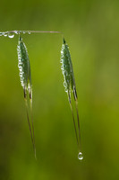 Dew on Grass seeds, Santa Rosa Plateau