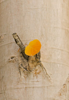 Aspen Leaf Wedged on Aspen Tree, Eastern Sierra
