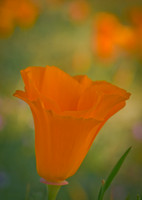 California Poppy, Antelope Poppy Preserve, CA
